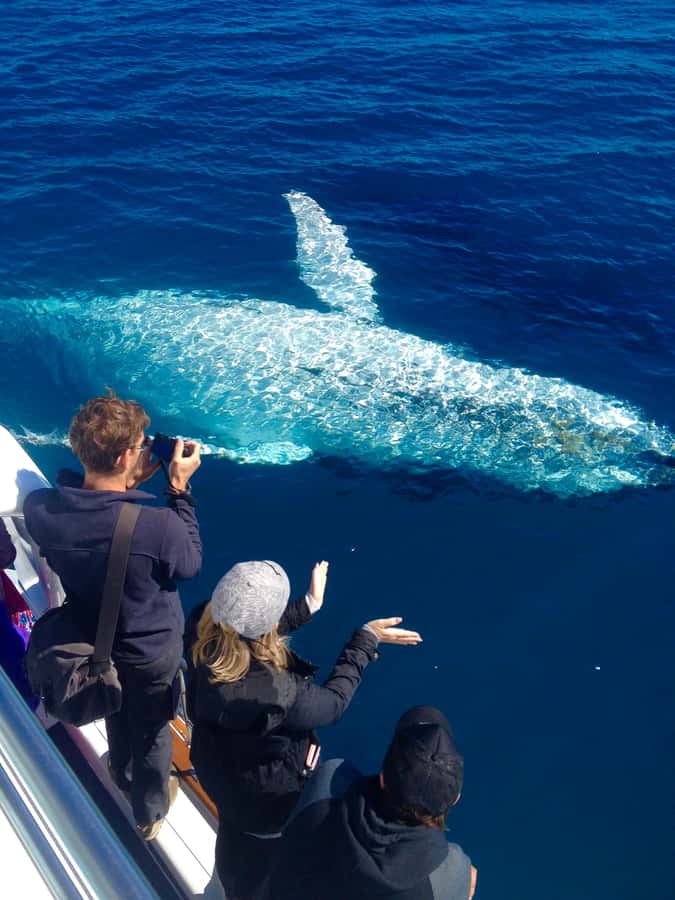 Noosa; Noosa Ocean Adventures - Whale Watching - Why Noosa is a fine place for whale watching