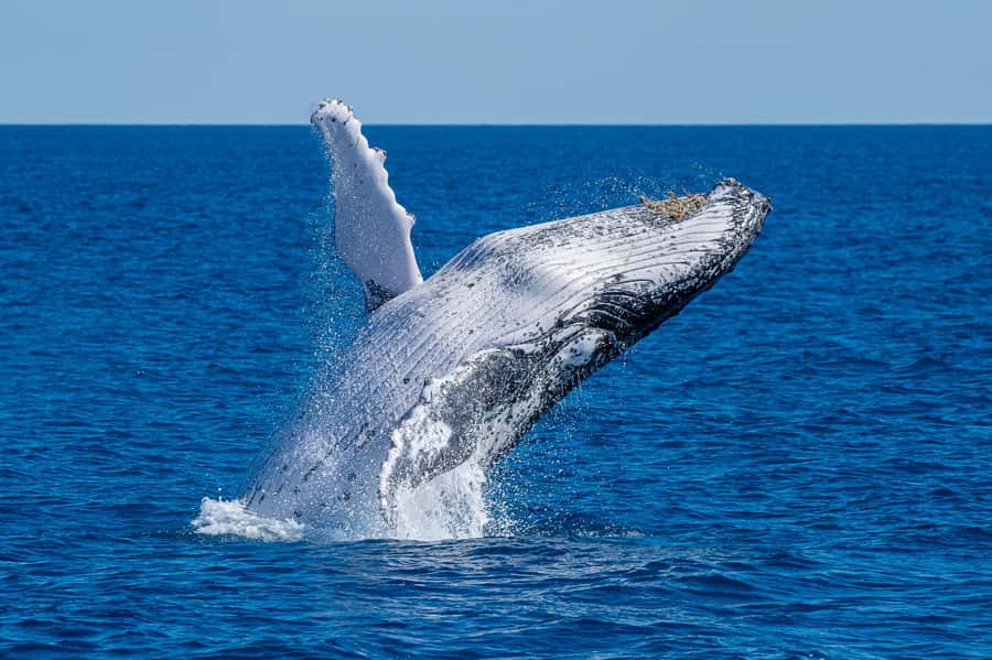 Noosa; Noosa Ocean Adventures - Whale Watching - The 30-minute safety and boarding period