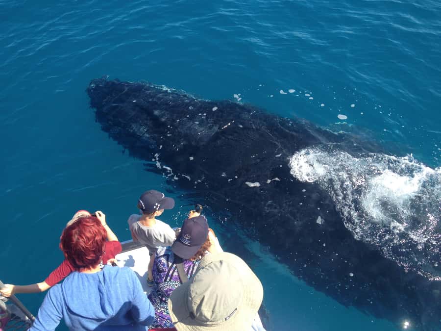 Noosa; Noosa Ocean Adventures - Whale Watching - Searching for humpback whales