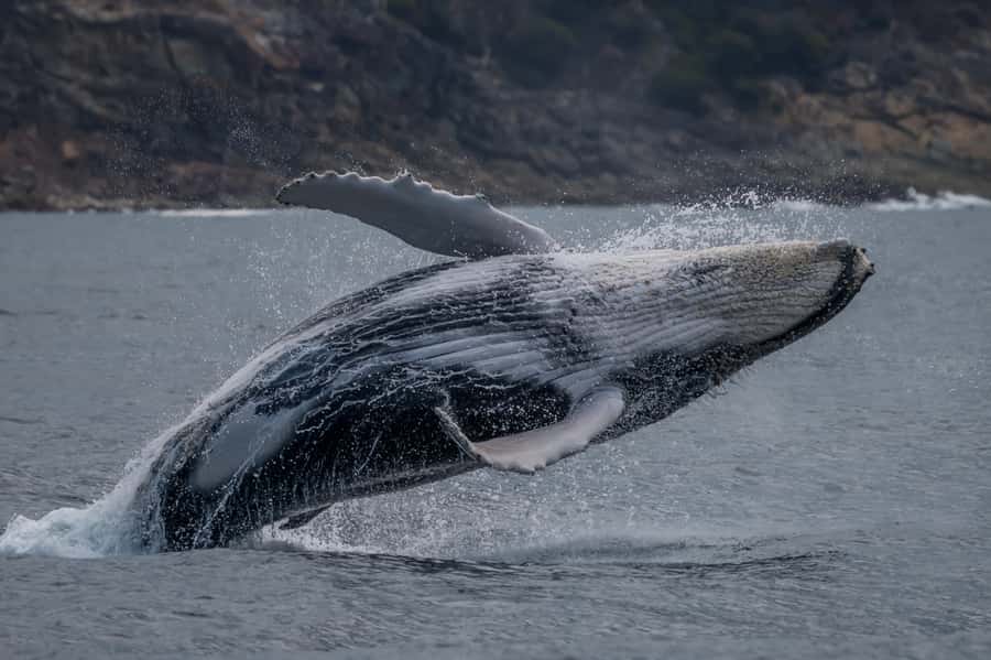 Noosa; Noosa Ocean Adventures - Whale Watching - The value of the $70 price