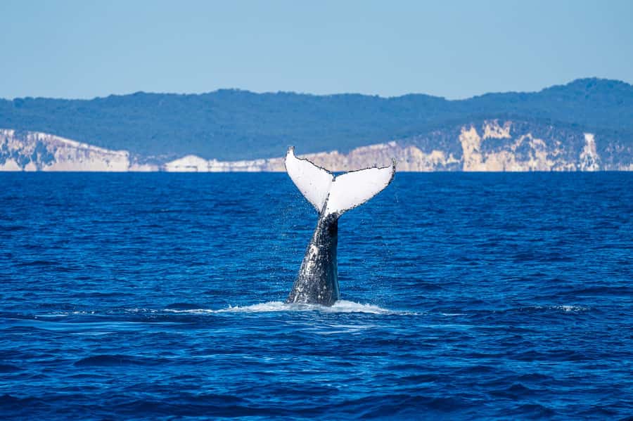 Noosa; Noosa Ocean Adventures - Whale Watching - How the guides shape the experience