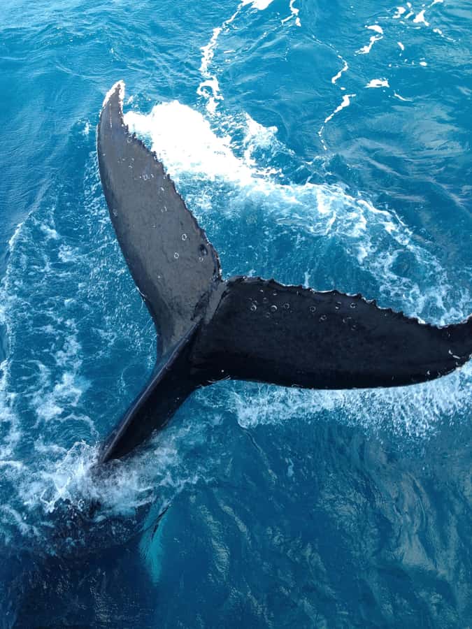 Noosa; Noosa Ocean Adventures - Whale Watching - Meeting the boat at Noosaville