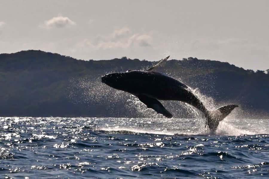 Noosa: Noosa Whale Watching Tour - Key points before you book