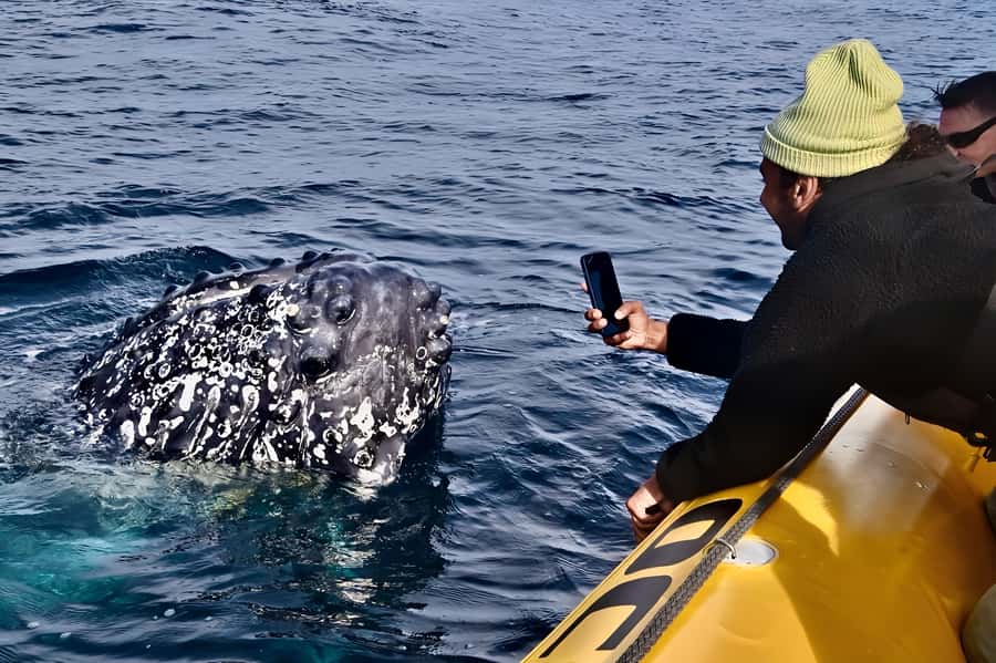 Noosa: Noosa Whale Watching Tour - Starting at Noosa Marina in Tewantin