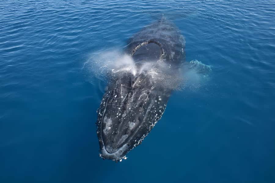 Noosa: Noosa Whale Watching Tour - Heading offshore in search of humpbacks