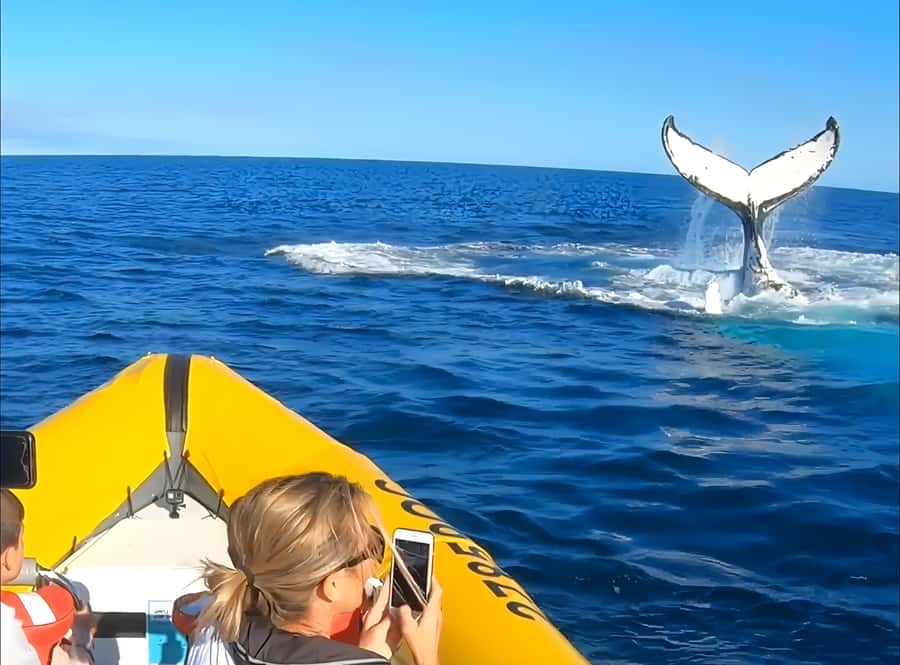 Noosa: Noosa Whale Watching Tour - What the whale encounters feel like