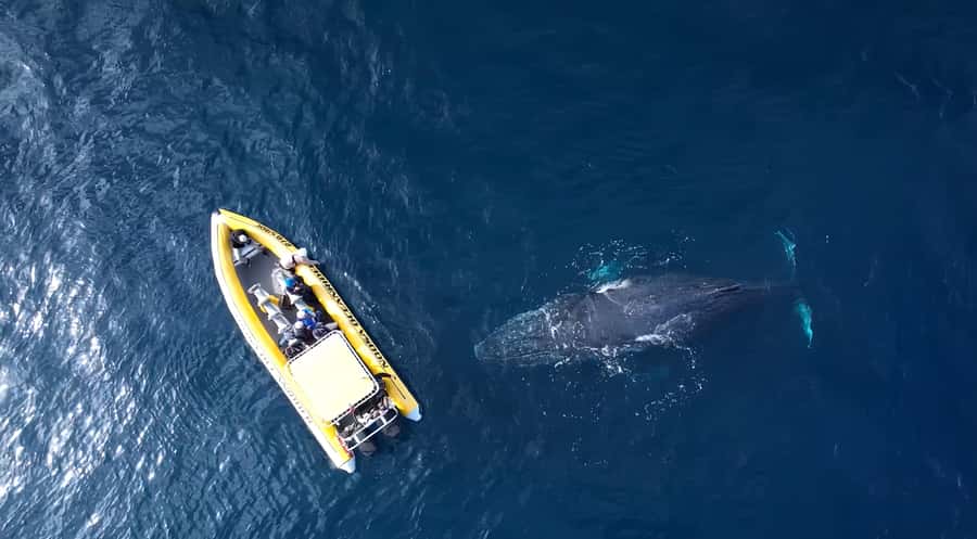 Noosa: Noosa Whale Watching Tour - What to bring and how to dress