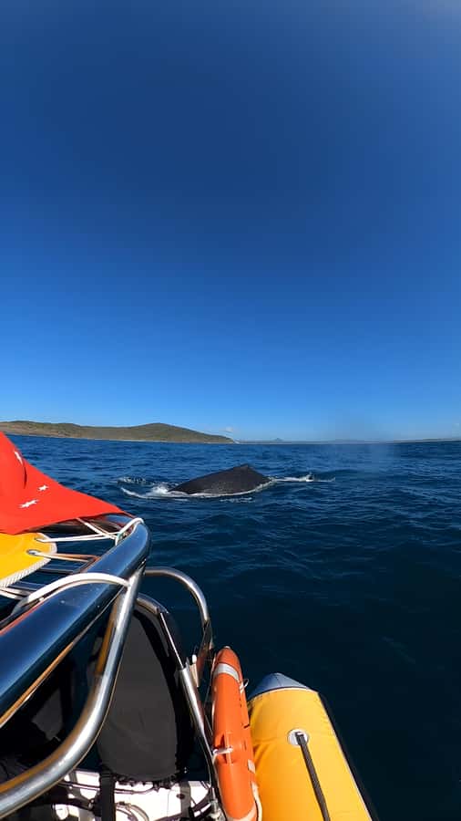 Noosa: Noosa Whale Watching Tour - Who will enjoy this cruise most?