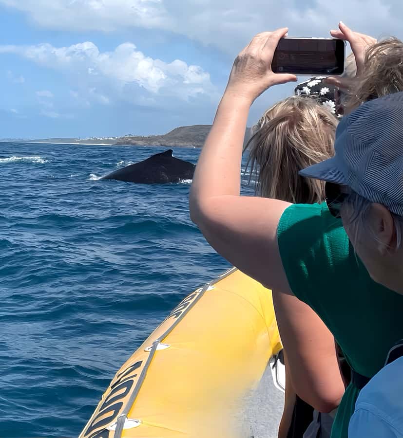 Noosa: Noosa Whale Watching Tour - Practical booking advice for Noosa