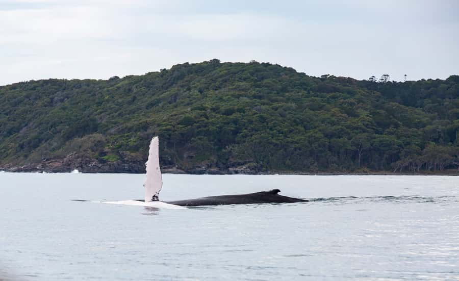 Noosa: Noosa Whale Watching Tour - The Noosa River is more than a warm-up