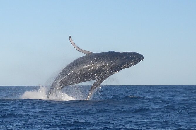 Noosa Whale Watching Cruise – Humpback Whale Adventure - Key points to know before booking