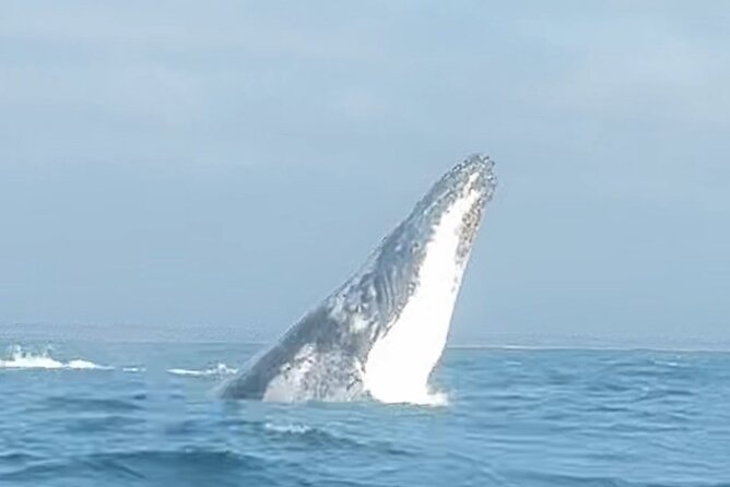 Noosa Whale Watching Cruise – Humpback Whale Adventure - From Noosa Marina to the river mouth