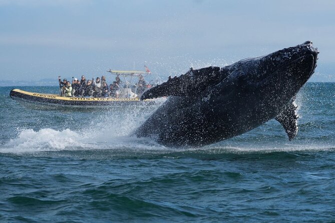 Noosa Whale Watching Cruise – Humpback Whale Adventure - Dolphins, turtles, rays, and other surprises