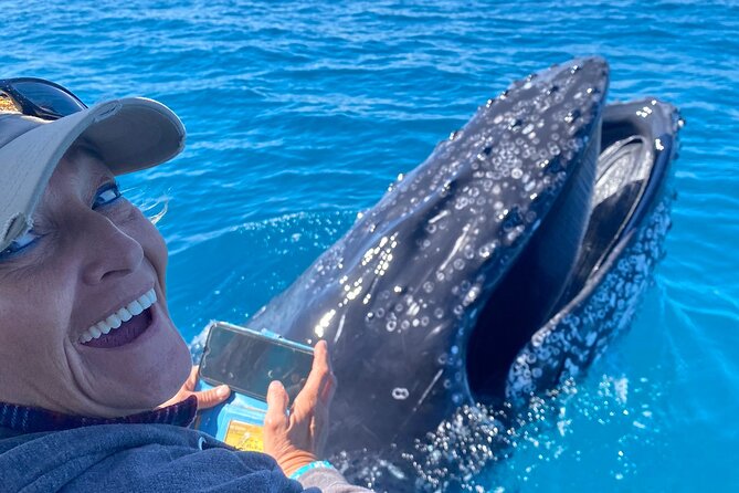 Noosa Whale Watching Cruise – Humpback Whale Adventure - What the two-hour schedule gives you