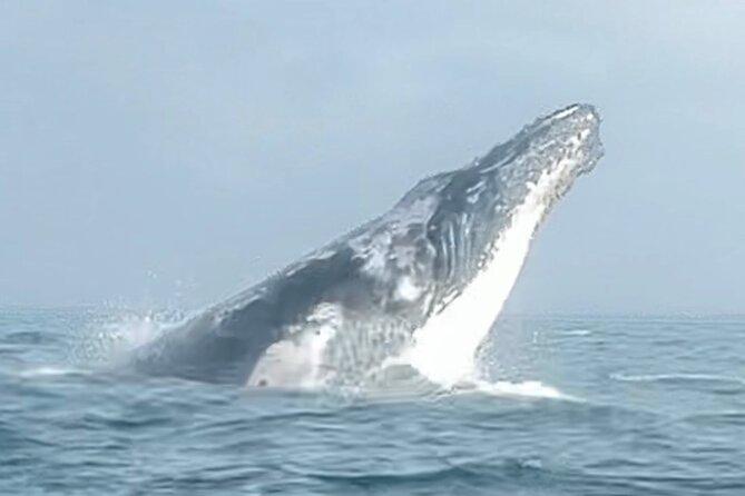 Noosa Whale Watching Cruise – Humpback Whale Adventure - The skippers make a real difference
