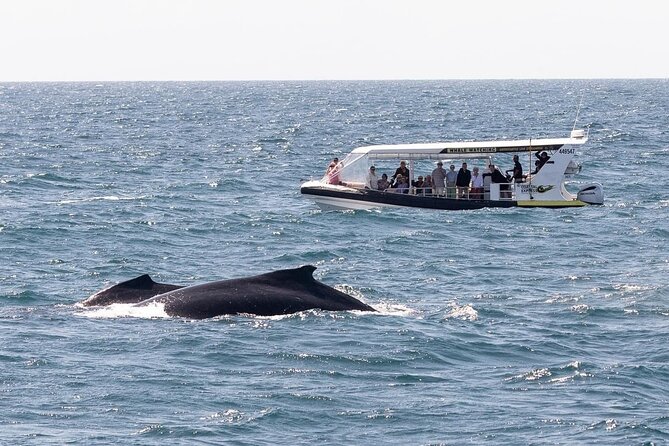 Noosa Whale Watching Cruise – Humpback Whale Adventure - Who will enjoy this most?