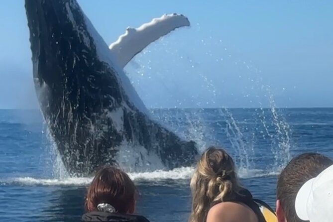 Noosa Whale Watching Cruise – Humpback Whale Adventure - Looking for humpback whales near Noosa Heads