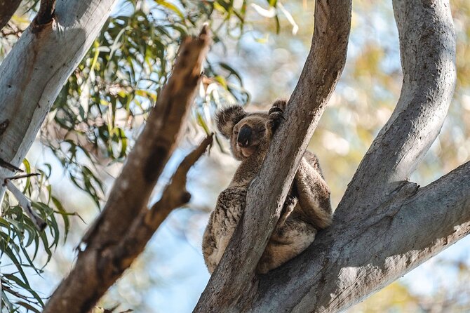 North Stradbroke Island Day Tour from Brisbane – Small Group - Key things to know before you book