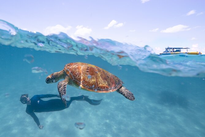 Ocean Safari Great Barrier Reef Experience in Cape Tribulation - What you might see below the surface
