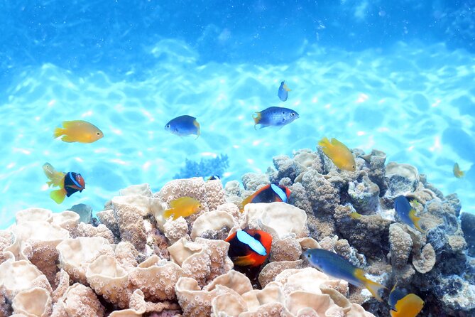 Ocean Spirit Sail to Michaelmas Cay Snorkel or Dive, from Cairns - What the boat ride is really like