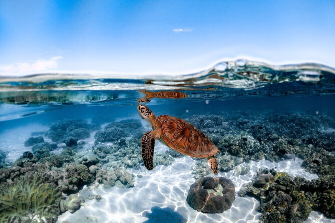 Outer Reef Mackay Cay Sail & Snorkel Adventure from Port Douglas - Who should choose this Mackay Cay trip?