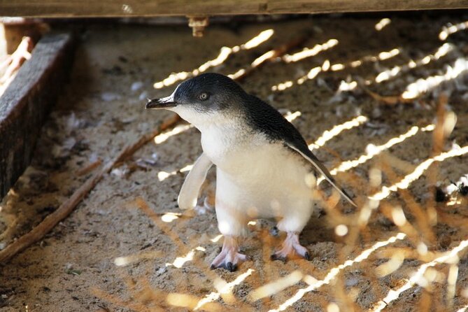 Penguin and Seal Islands Sea Kayaking Experience - Seal Island and the closest wildlife encounters