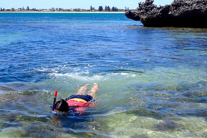 Penguin and Seal Islands Sea Kayaking Experience - A picnic lunch that keeps the day moving