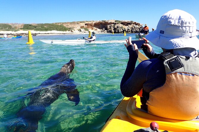Penguin and Seal Islands Sea Kayaking Experience - What the $142.01 price really covers