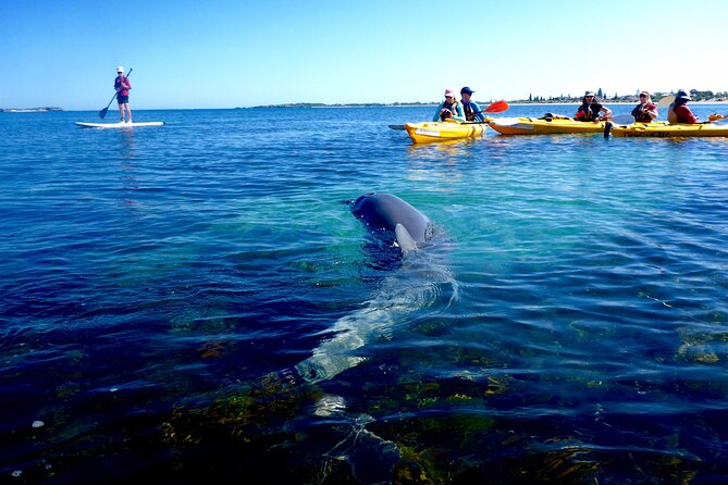 Penguin and Seal Islands Sea Kayaking Experience - Starting at 8:00 a.m. in Shoalwater