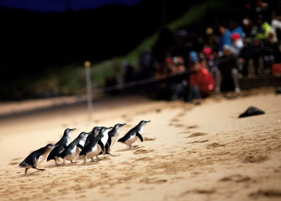 Penguin Parade: General Viewing Ticket - Why the Penguin Parade Feels Different