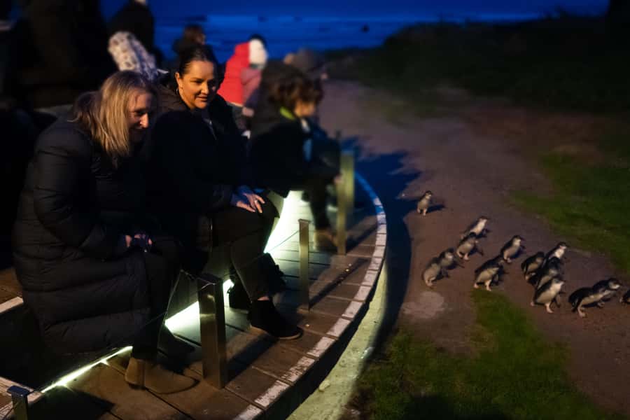 Penguin Parade: General Viewing Ticket - Choosing Your General Viewing Seat
