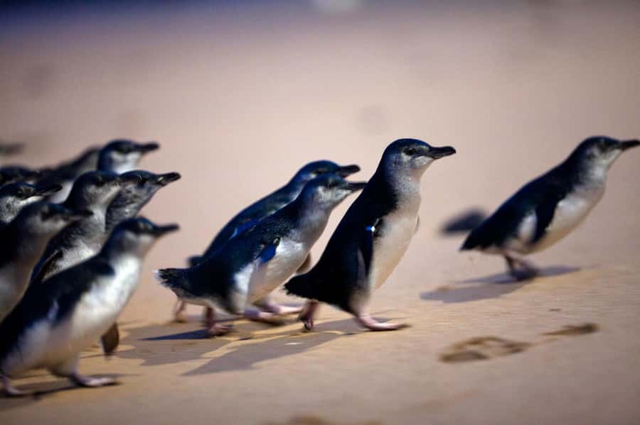 Penguin Parade: General Viewing Ticket - Who Should Book This Experience?