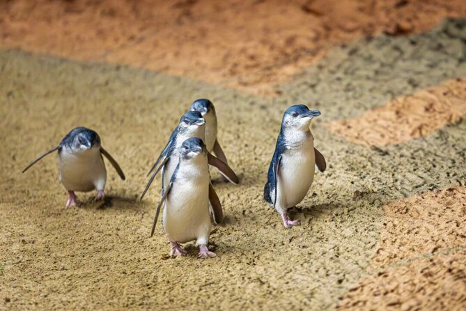 Penguin Parade, & Wildlife Encounters Eco Tour from Melbourne - Why this Phillip Island day trip works