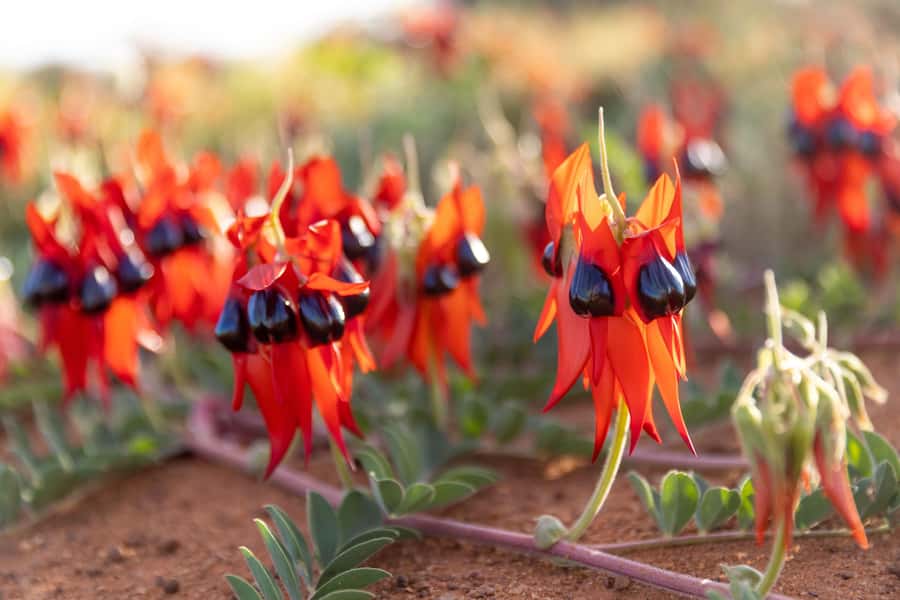 Perth: 7 Day Exmouth Explorer & Ningaloo Reef Return Perth - Walking, heat, and the real fitness test