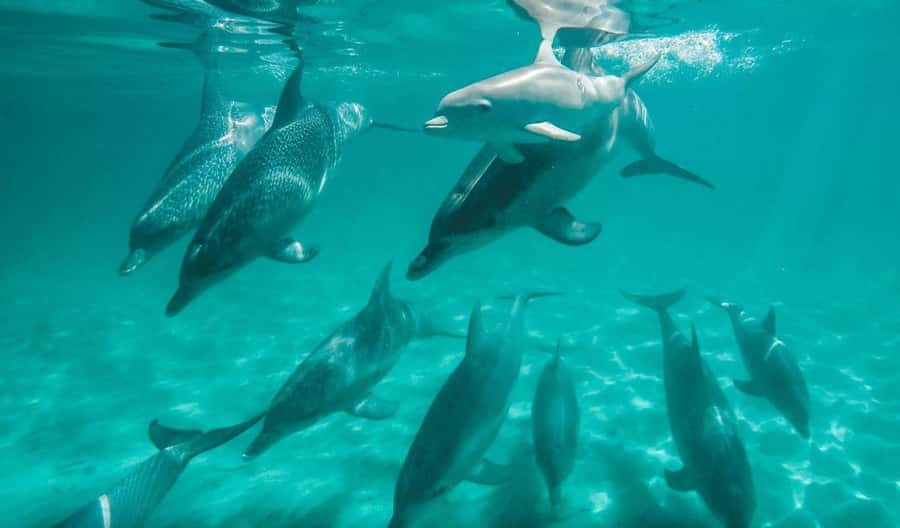 Perth: Swim with Wild Dolphins Tour - Key points before you book
