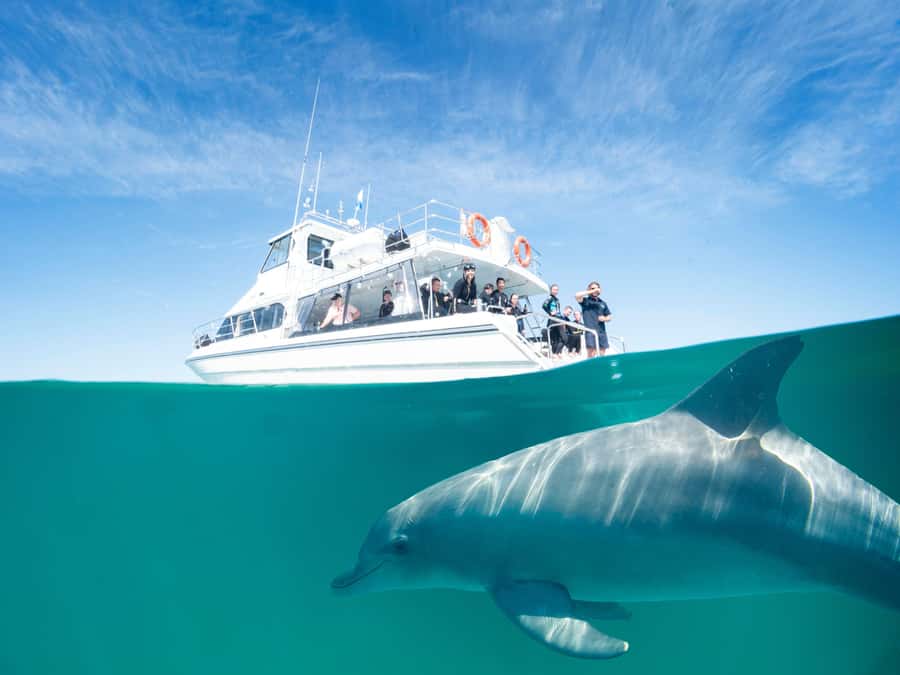 Perth: Swim with Wild Dolphins Tour - From Perth to Rockingham’s coastal bays