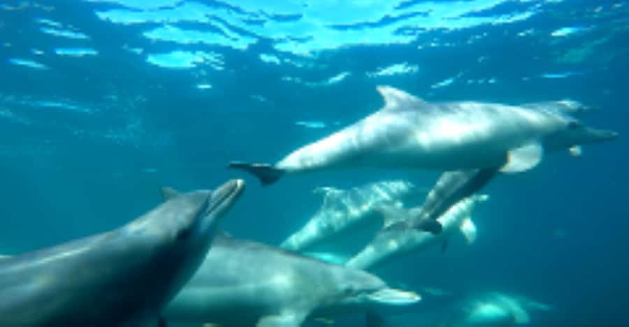 Perth: Swim with Wild Dolphins Tour - How the swim is organized