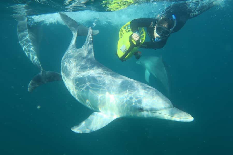 Perth: Swim with Wild Dolphins Tour - What it feels like in the water