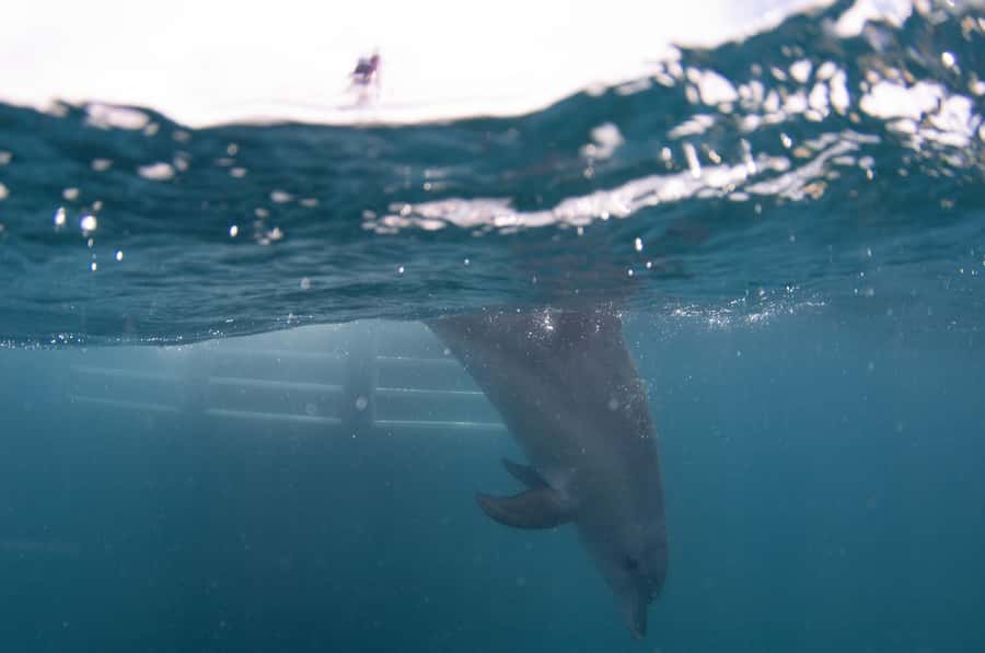 Perth: Swim with Wild Dolphins Tour - The crew makes the difference