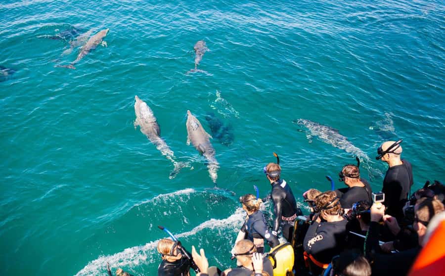 Perth: Swim with Wild Dolphins Tour - Photos and the value of AU$211