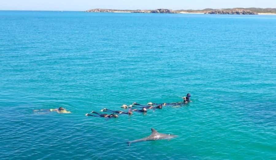 Perth: Swim with Wild Dolphins Tour - Who should choose this experience