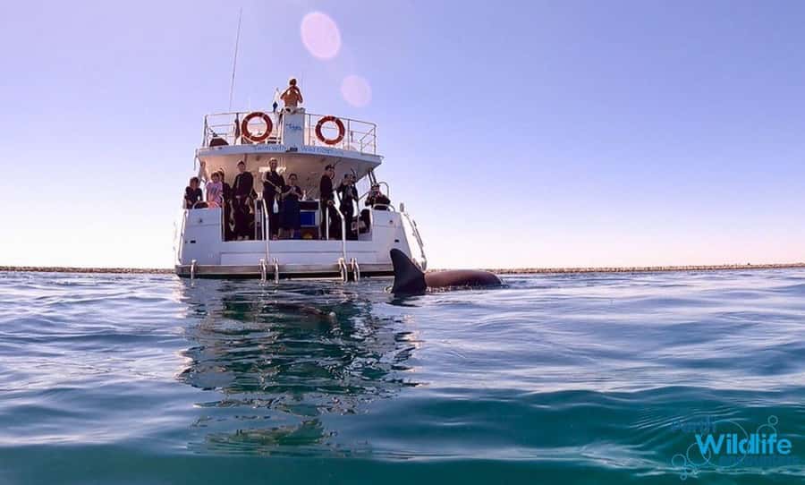 Perth: Swim with Wild Dolphins Tour - Finding the dolphins around Rockingham