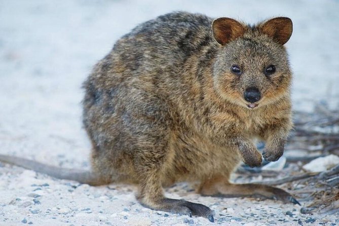 Perth to Rottnest Island Roundtrip Ferry Ticket - Who will get the most from this ticket