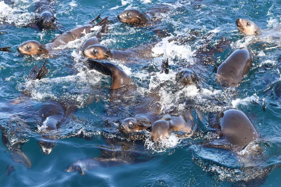 Philip Island: Seal Watching Cruise - Key points at a glance