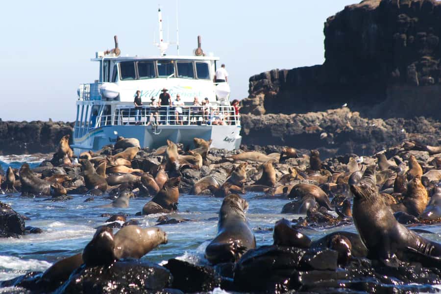 Philip Island: Seal Watching Cruise - Leaving Cowes for Phillip Island’s coast