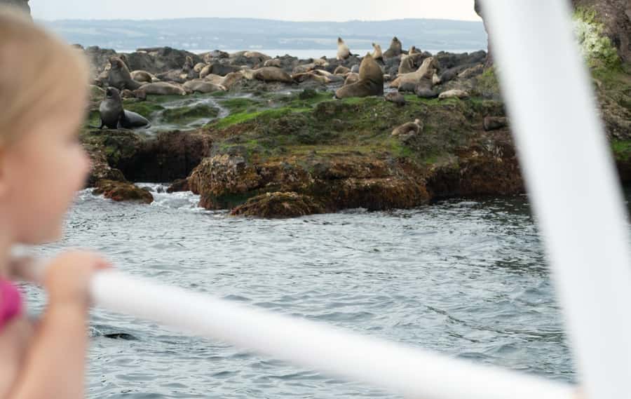 Philip Island: Seal Watching Cruise - The boat, viewing areas, and captain’s bridge