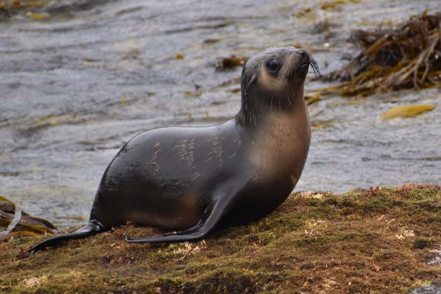 Philip Island: Seal Watching Cruise - Commentary that adds value without spoiling the quiet