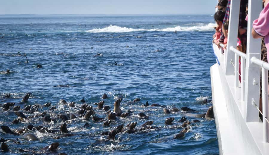 Philip Island: Seal Watching Cruise - Tips for a better seal-watching trip
