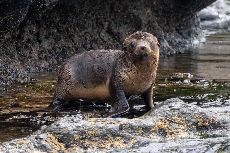 Philip Island: Seal Watching Cruise - Approaching Seal Rocks and the fur seal colony