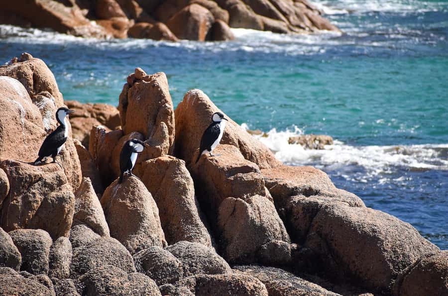 Phillip Island: 1-Hour Cape Woolamai Scenic Cruise - What the Commentary Adds